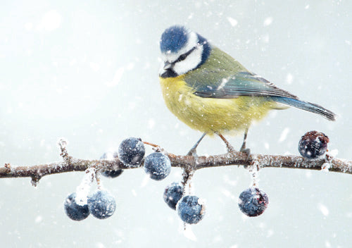 Blue Tit and Frosted Berries