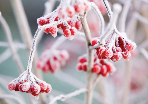 Frosted Berries