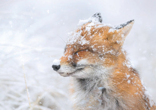 Merry Fox in the Snow