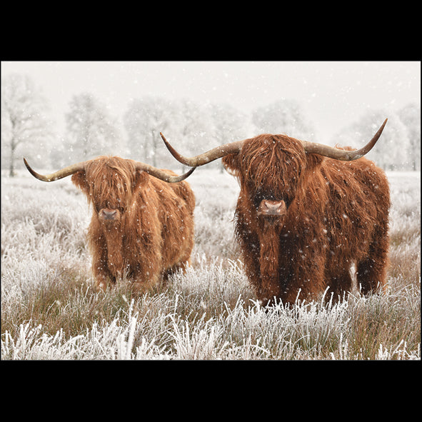Highland Cow Duo