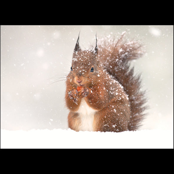 Red Squirrel in the Snow